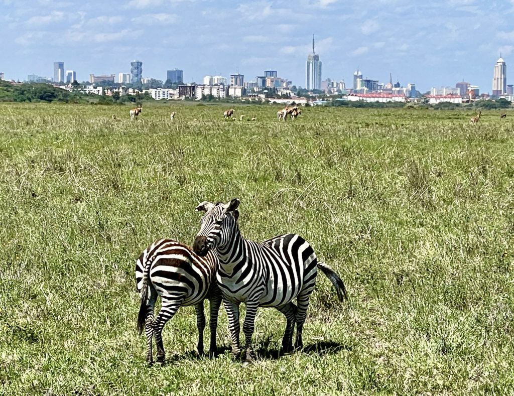 Kenyai szafari egy nap alatt – Nairobi Nemzeti Park / Kenya