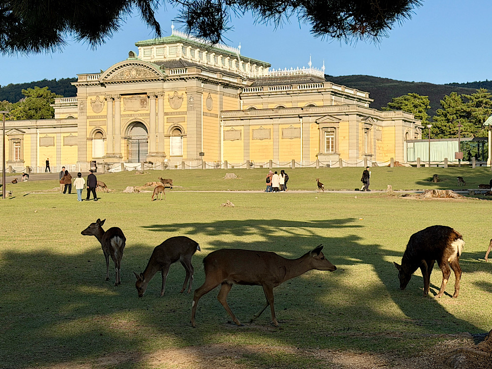 Japán első fővárosa, ahol szarvasok között sétálhatunk… Nara látnivalói  / Japán