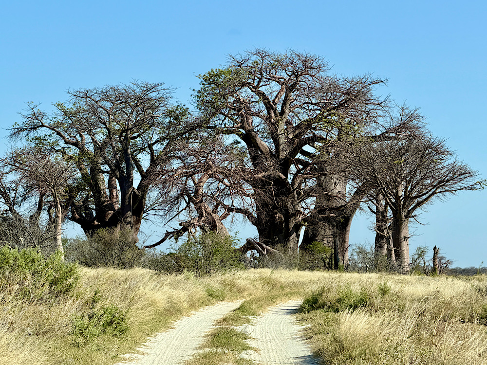 Maun – Makgadikgadi Nemzeti Park – Nxai Pan Nemzeti Park – Nata (447 km, ebből 118 km off-road) / Afrika Expedíció 2026 – 6. nap